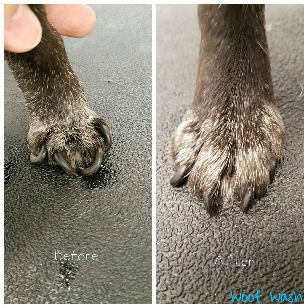 A well-groomed dog looking relaxed after its appointment