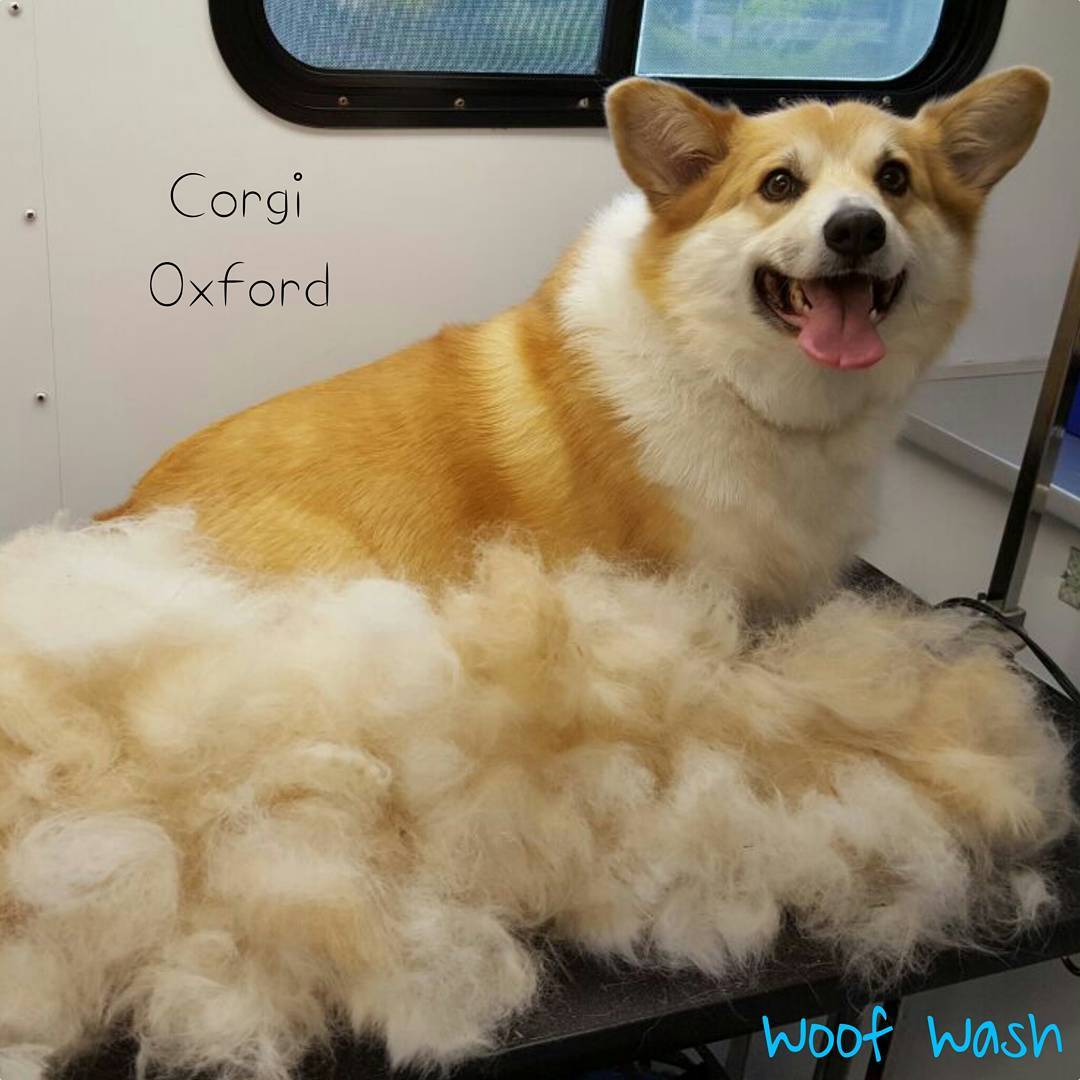 A dog being gently handled during a grooming appointment