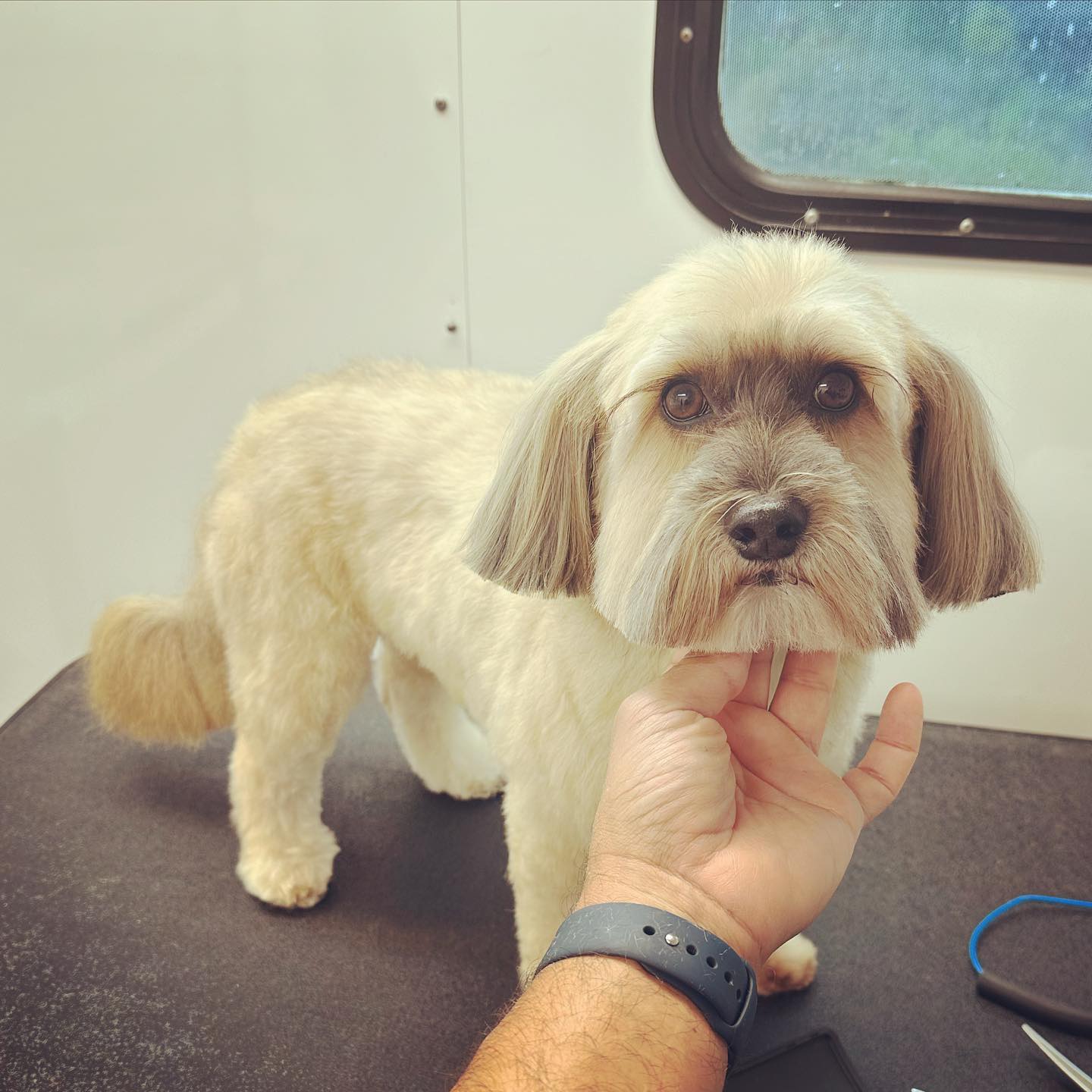 A calm, freshly groomed dog standing inside the Woof Wash mobile unit while the groomer gently supports its chin