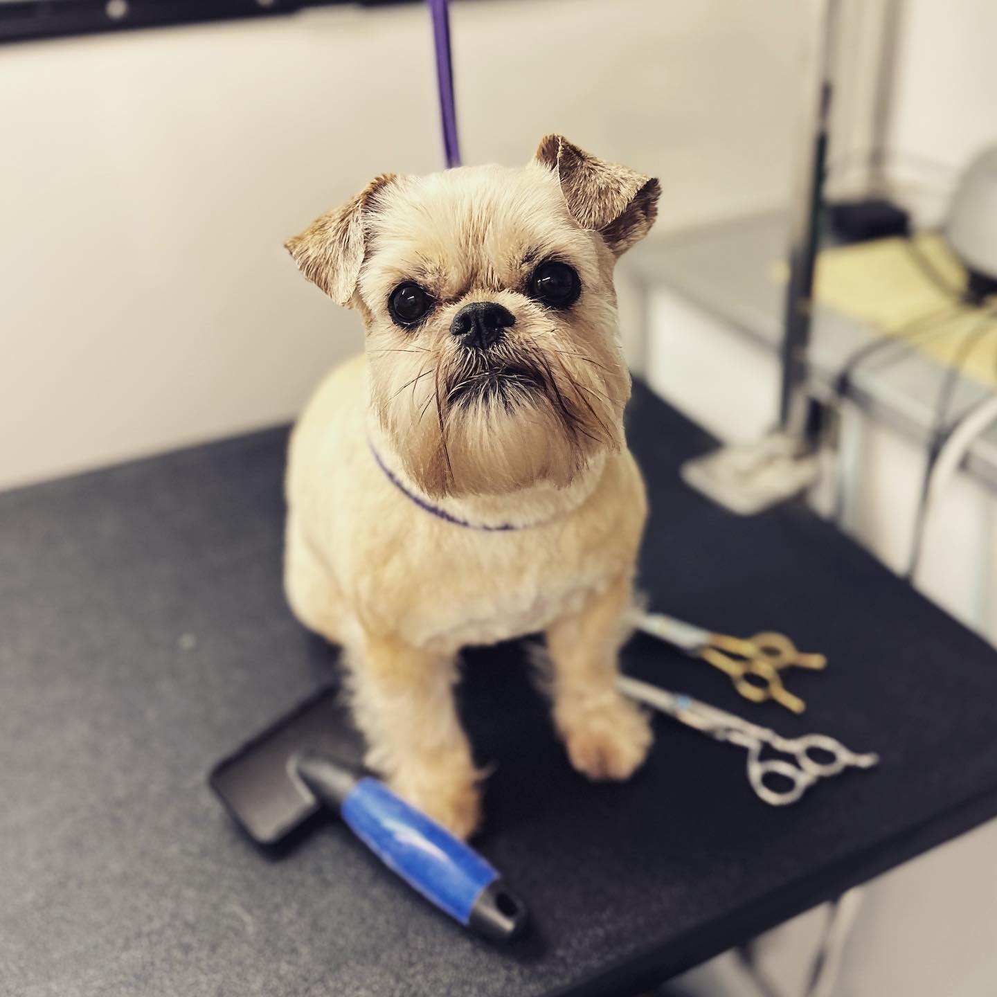A freshly groomed miniature schnauzer sitting calmly on a grooming table
